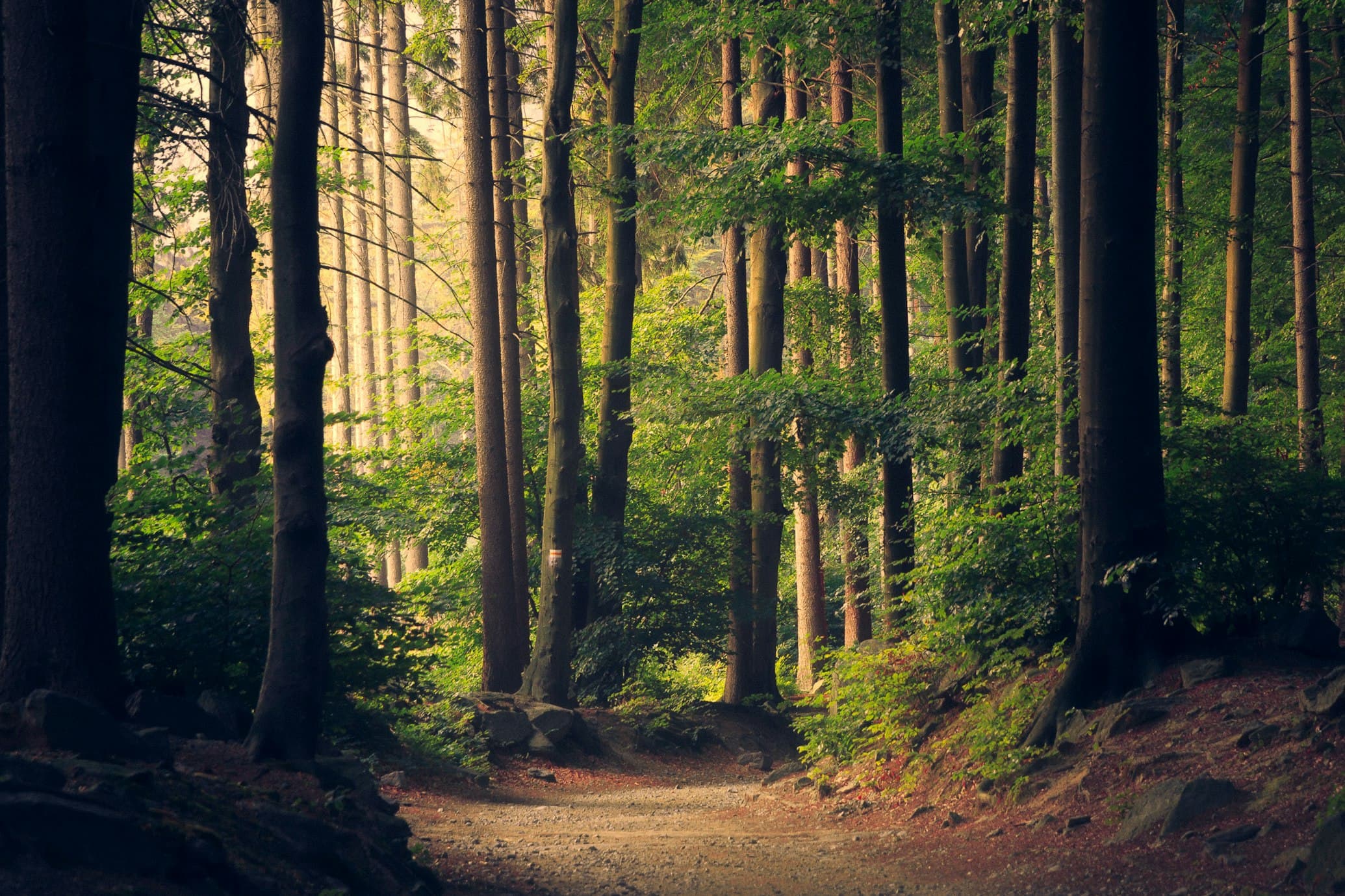 Nature Therapy: Benefits of a 20-Minute Walk